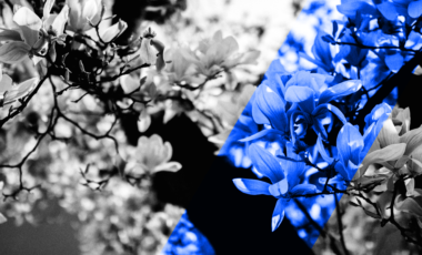 blommor i park